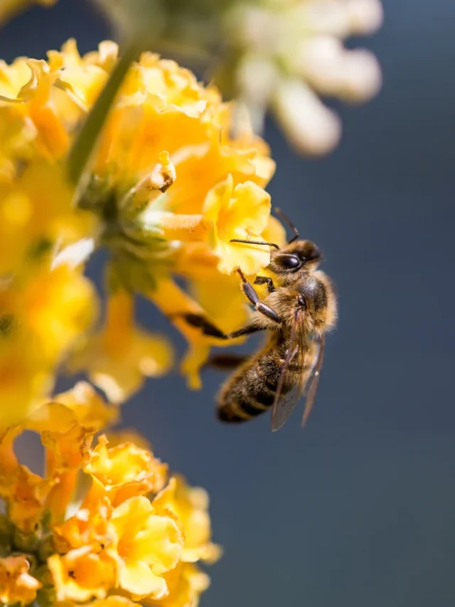 00-pollinators