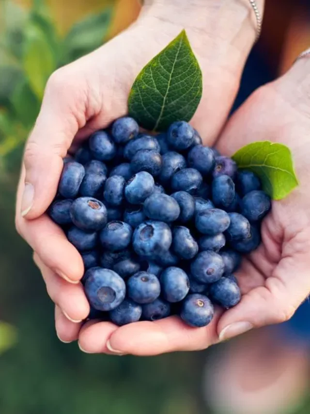 1_Modern-woman-working-and-picking-blueberries-on-a-organic-farm-woman-power-business-concept