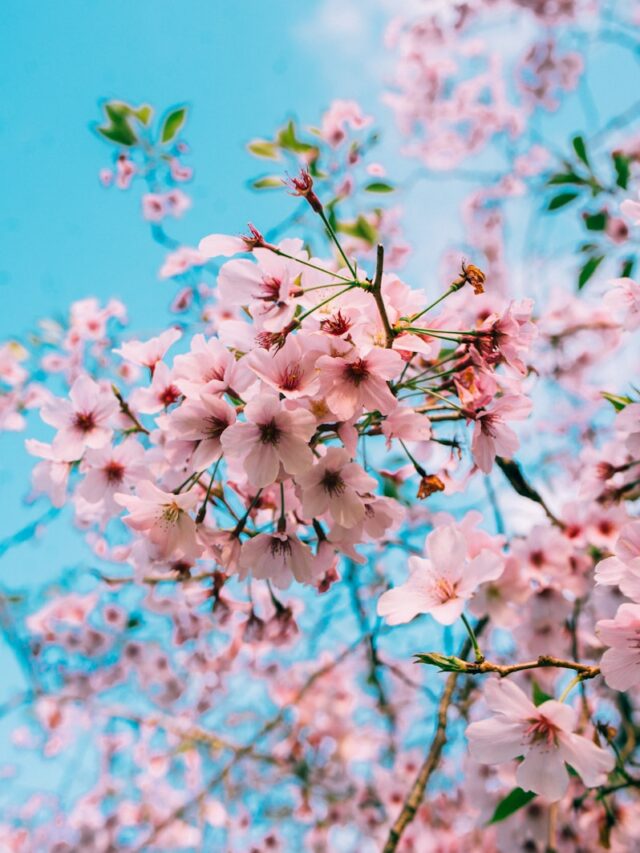 cropped-41jjnrsehu