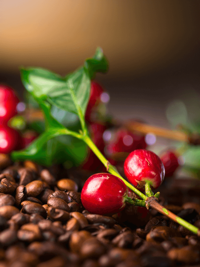 42479456_Coffee_Bean