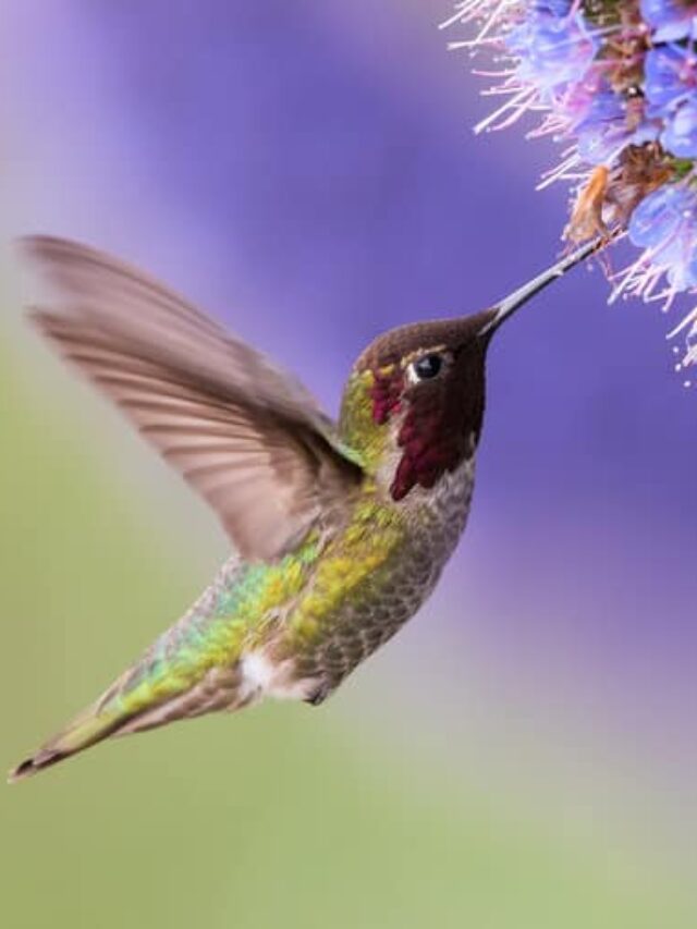 50-Hummingbird-Quotes-to-Help-You-Better-Understand-the-Tiny-Bird