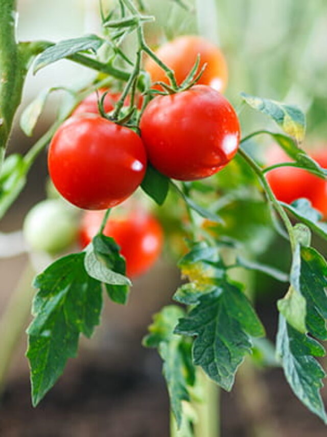 6136dfb6caccd16b76392cd0_tomatoes-growing-on-vine_main