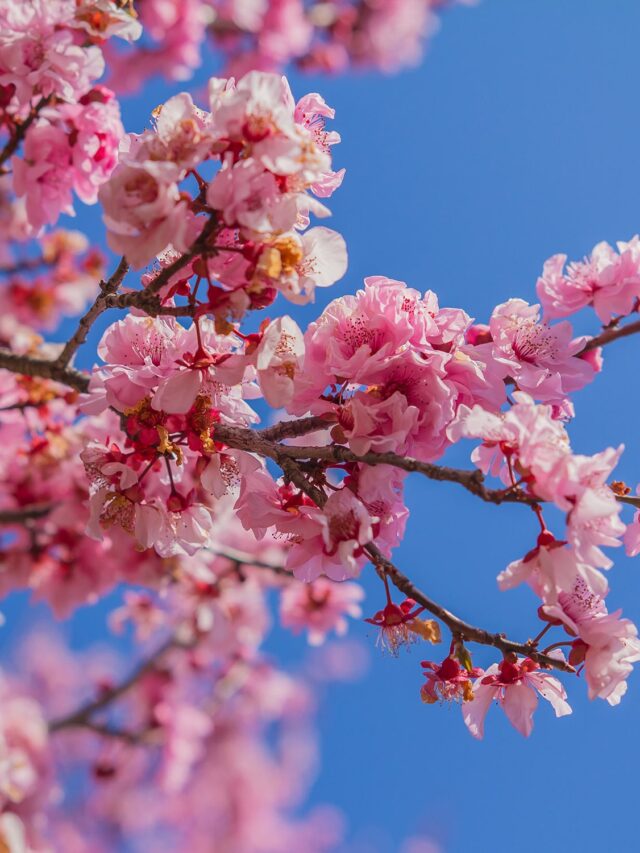 Charry-blossoms-hero
