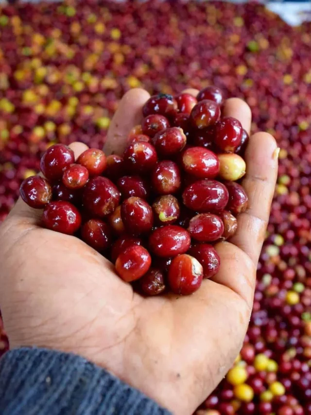 Coffeehands_Columbia-scaled