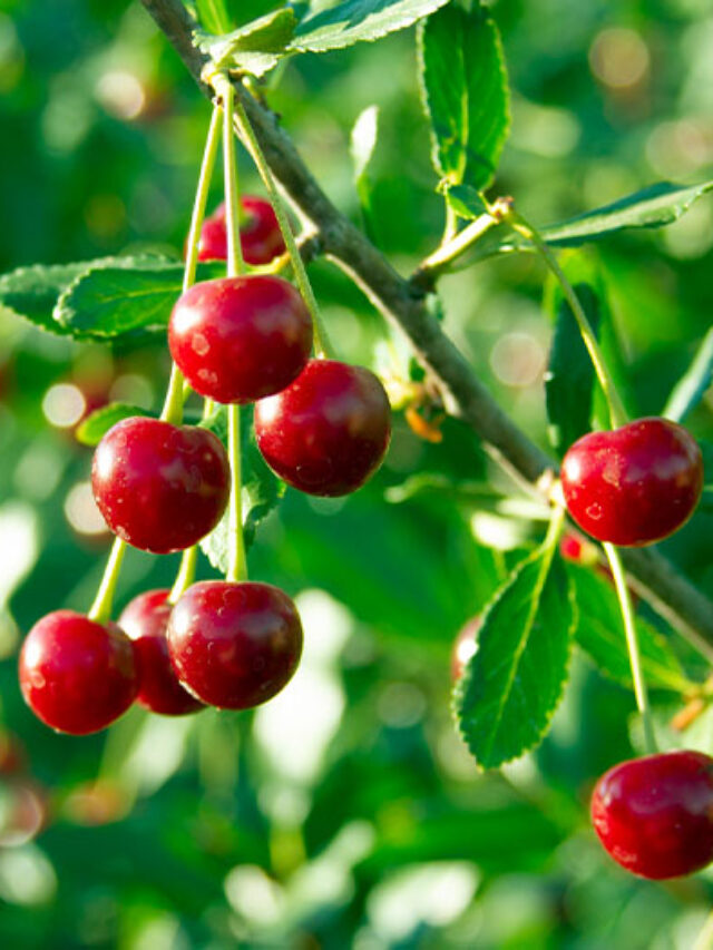 Dashboard_835_cherries_6_23