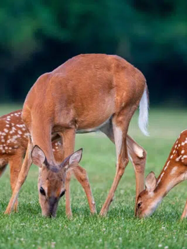 Deer-Eating-Grass