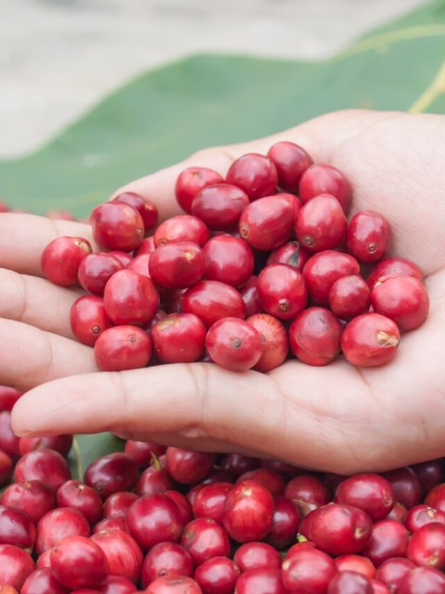 Effect of Coffee Cherry Maturity To Coffee Quality