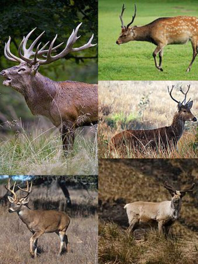 Family_Cervidae_five_species