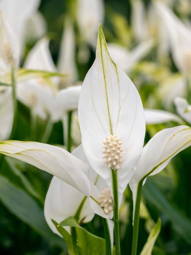 Close,Up,On,A,Spathiphyllum,Flower.,Certain,Spathiphyllum,Plants,Are