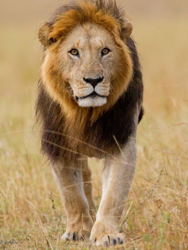 Lion-trophy-4