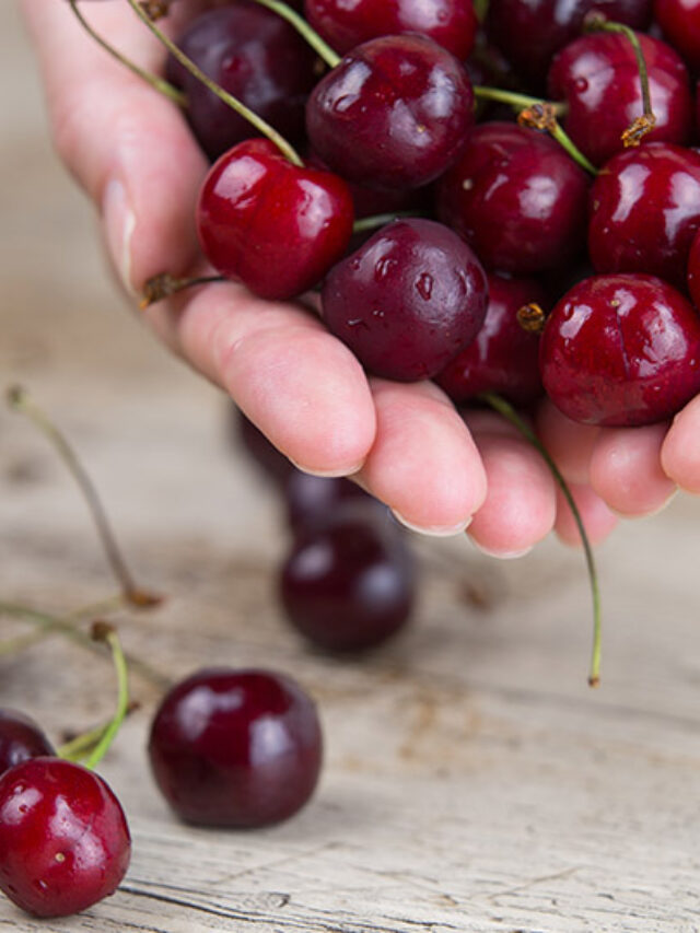 Joined woman's hands holding a large handful of fresh cherries on light wooden table in selective focus