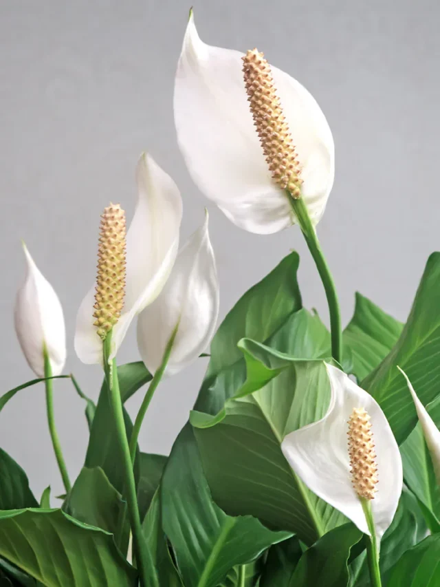 Peace_Lily_6