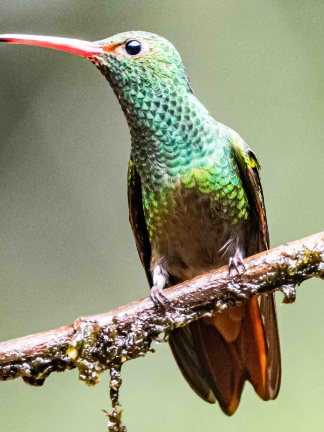 Rufous-tailedHummingbirdRufous-tailedHummingbird-2