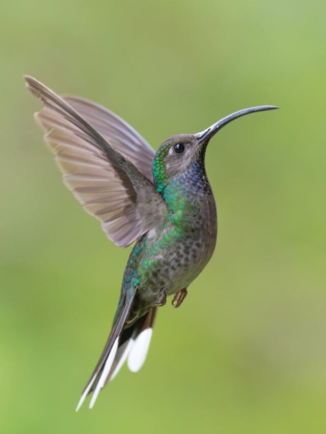 The-Fall-Hummingbird-Migration