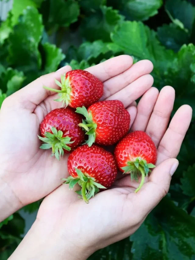 The-best-way-to-fertilize-strawberry-plants-1024x1024.jpg
