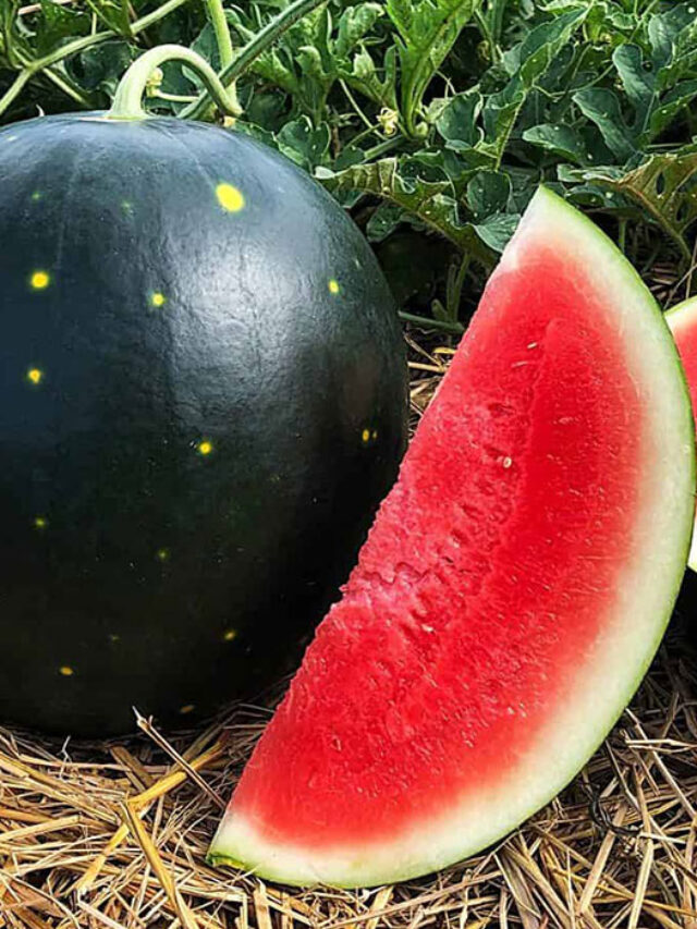 W-01370-01-Watermelon-Melons-How-to-Grow-Century-Star