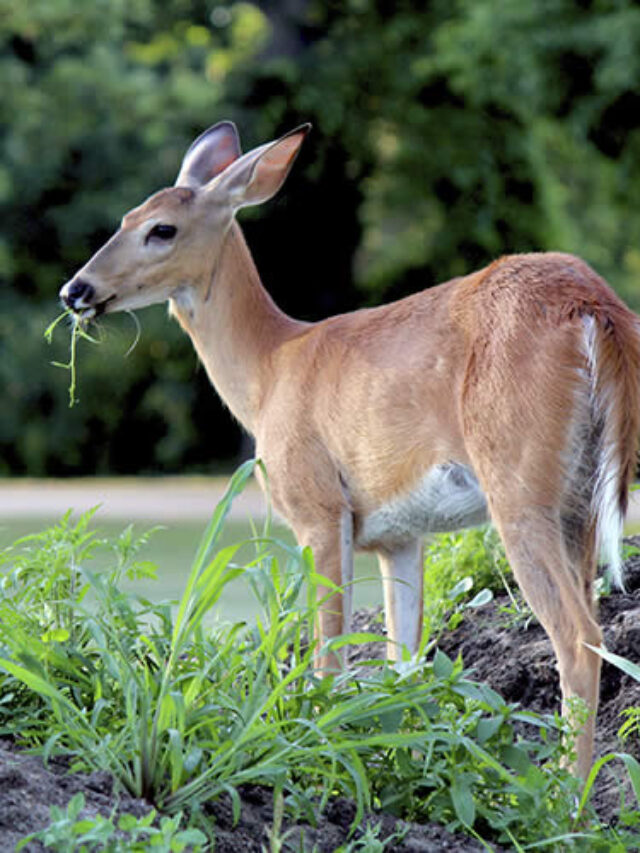 What-Do-Deer-Eat-Sullyburger-com