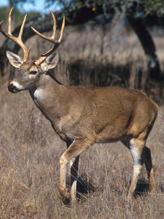 White-tailed_deer