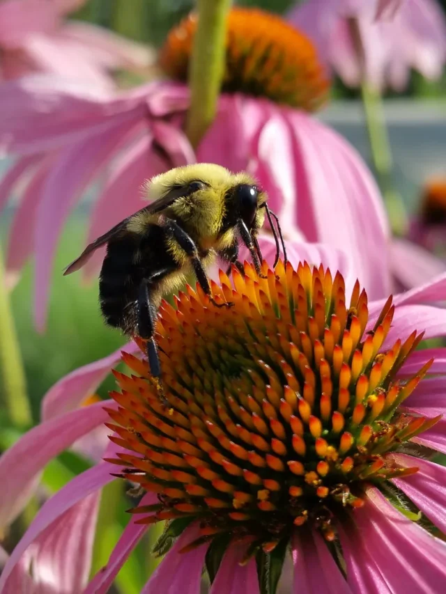 bee-852478_1920