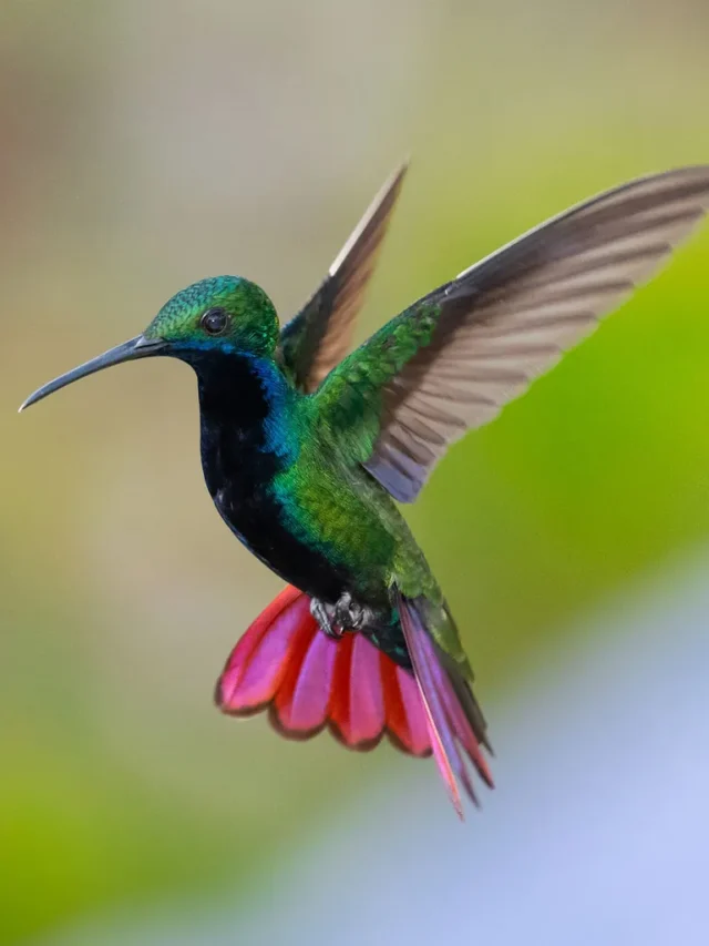 can-you-have-a-hummingbird-as-a-pet