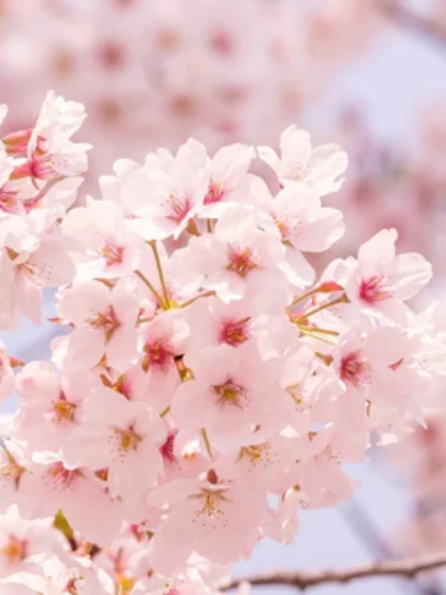 cherry_blossom_japan_forecast_2025