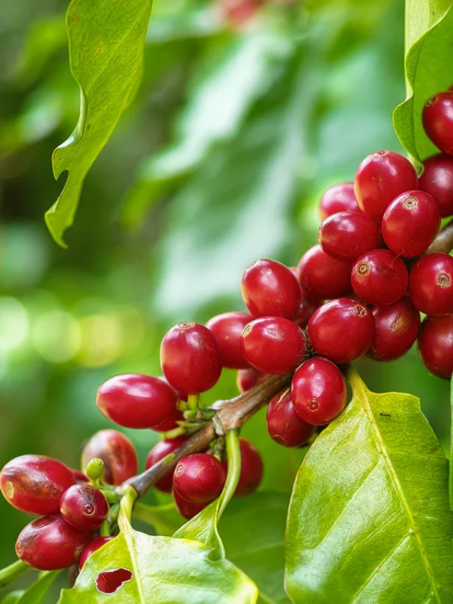 coffee_cherry