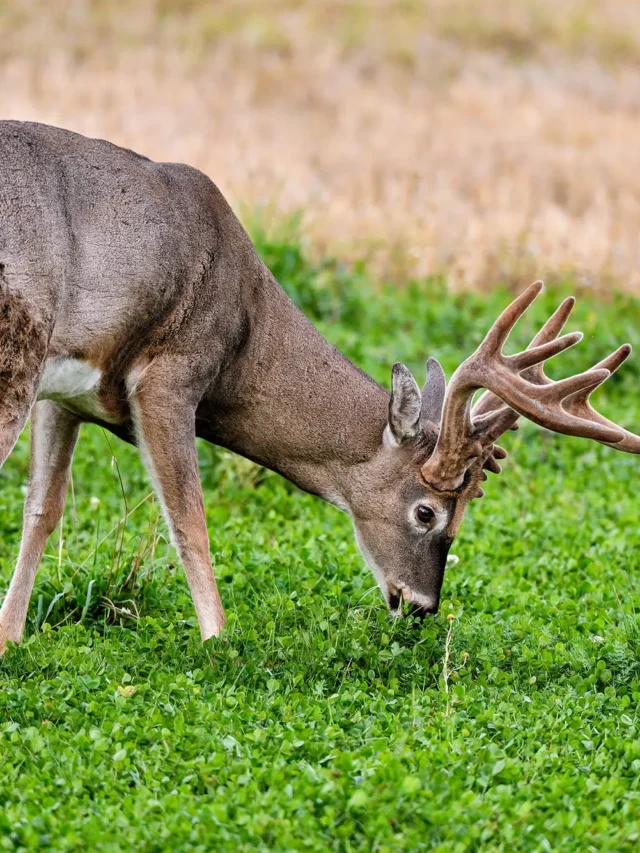 deer_eating_clover