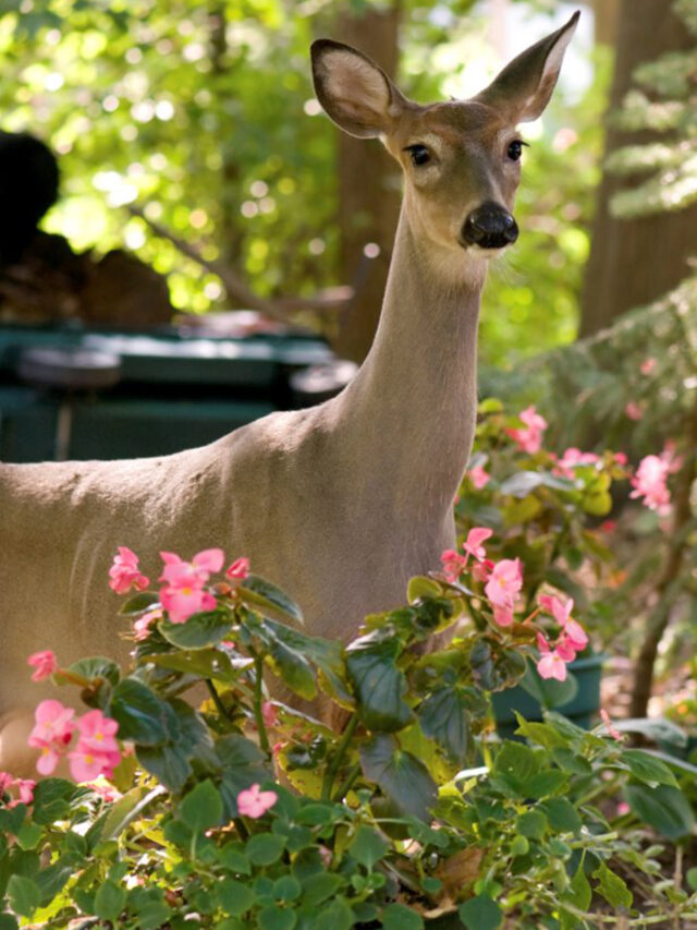 eo20150702_deer