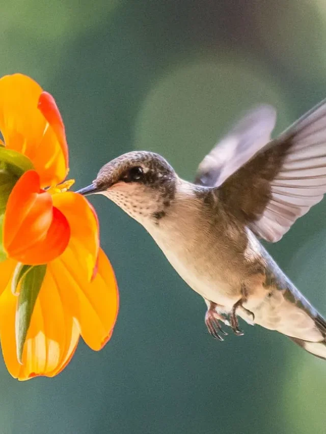 feature_hummingbird-migration-map