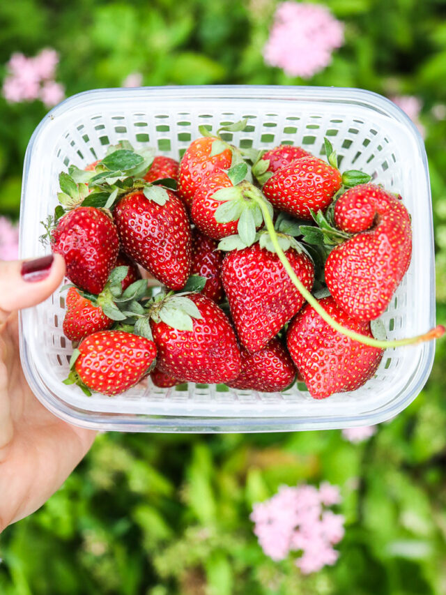 how-to-freeze-strawberries-8-