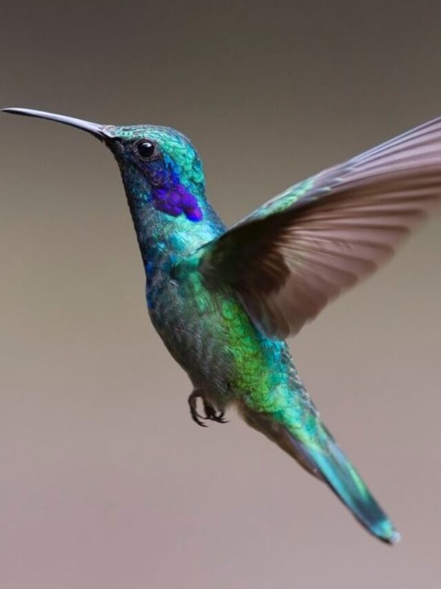 hummingbird-credit-public-domain-1024x675