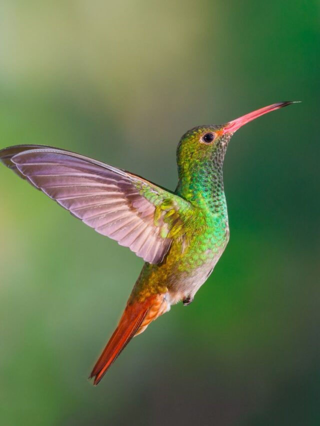 hummingbird---rufous-tailed-497804544-694dfa11654f42cc96681ebfec3de288