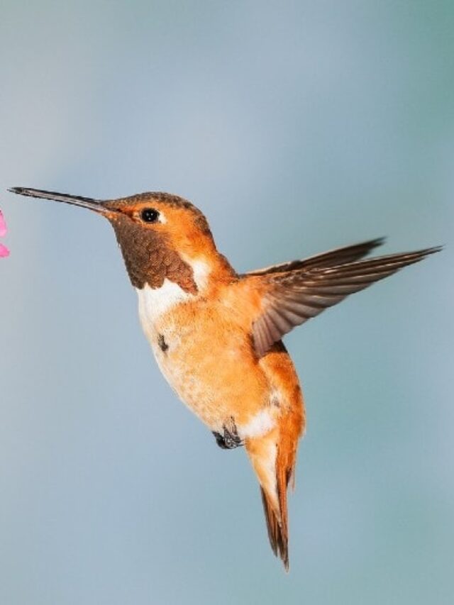 hummingbird-sipping-nectar-from-a-flower