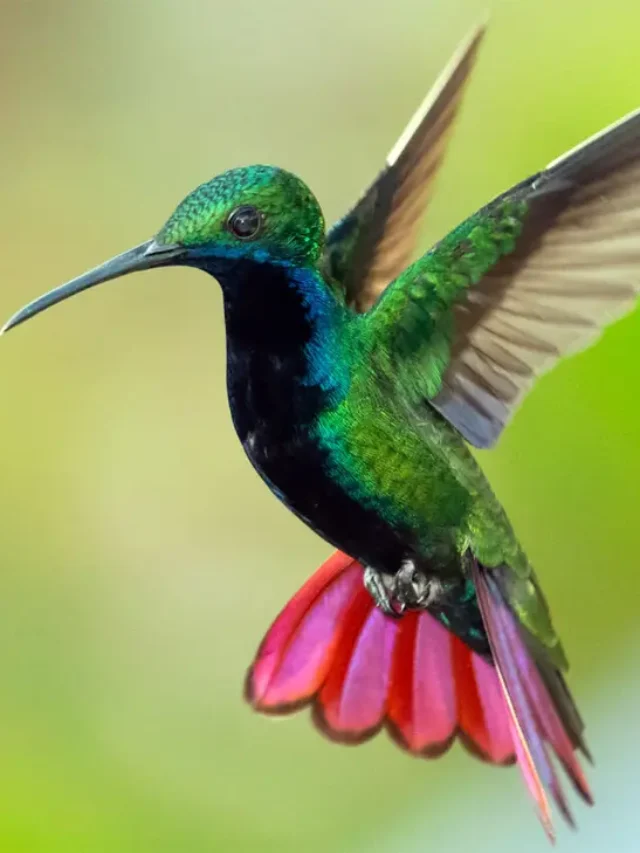 hummingbird_flight-speed_mental-process_1m-1400x850 (1)
