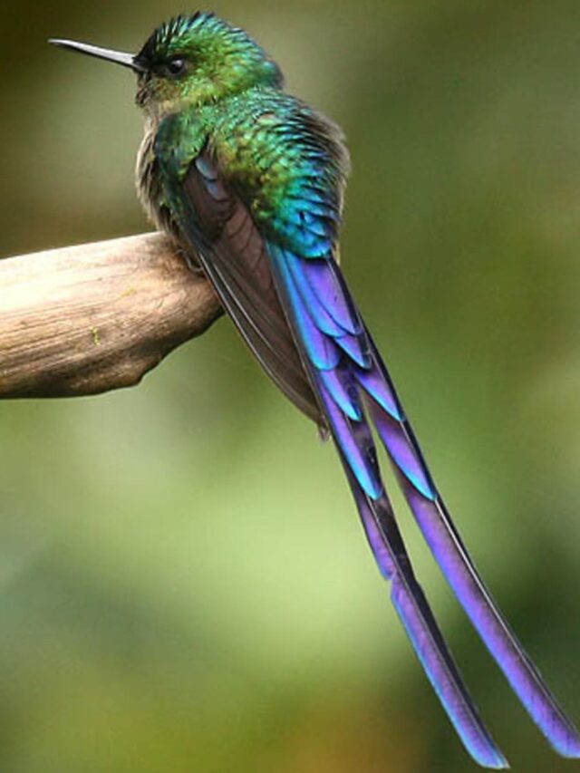 hummingbirds-facts-symbolism-meanings-and-more (1)