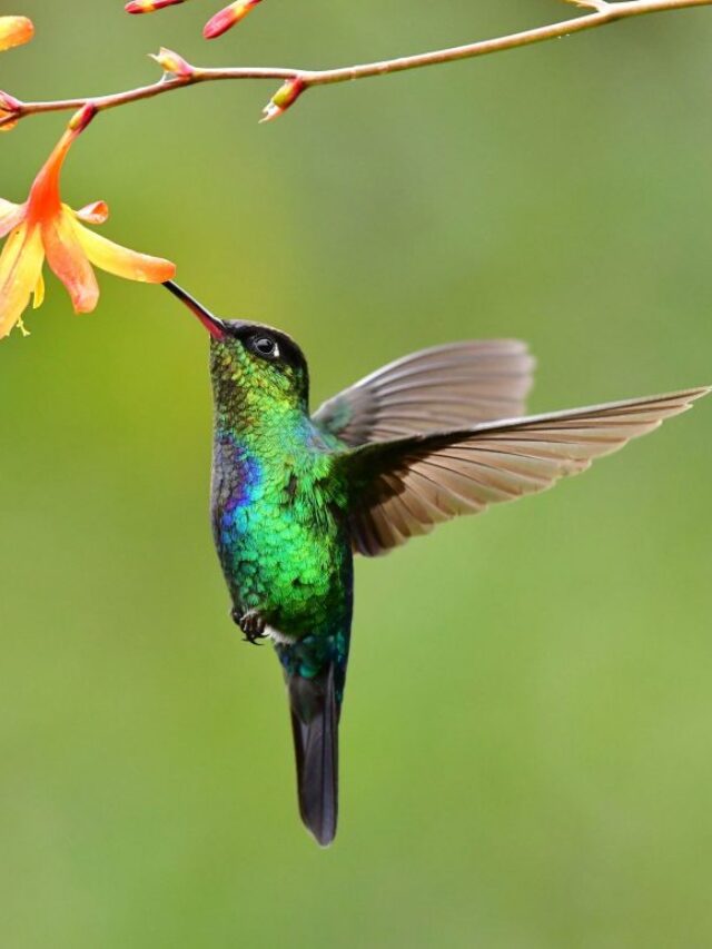 hummingbirds-masters-of-the-figure-eight-motion-1-1024x772