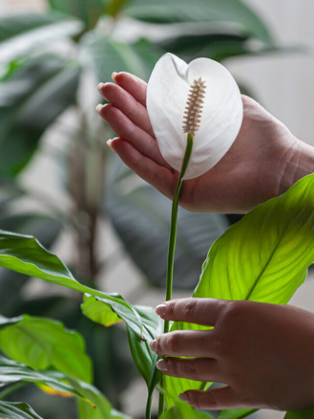Woman care of houseplants, holding spathiphyllum flower in hands at home