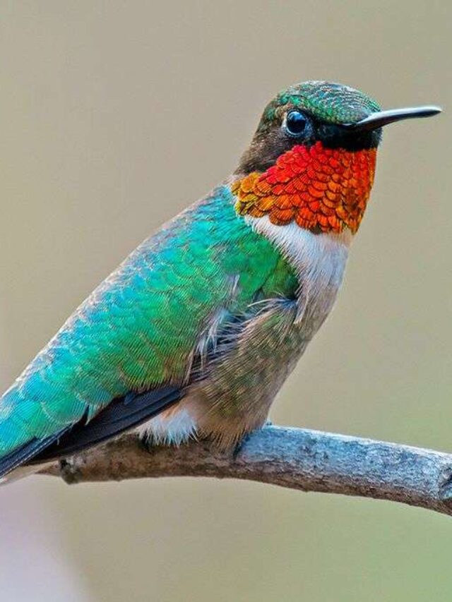 now-vcc7LGK7-rubythroatedhummingbird_tibornagy_fljpg-1210-680