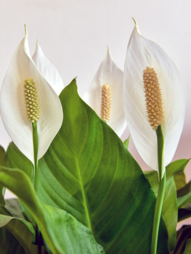 peace-lily-care