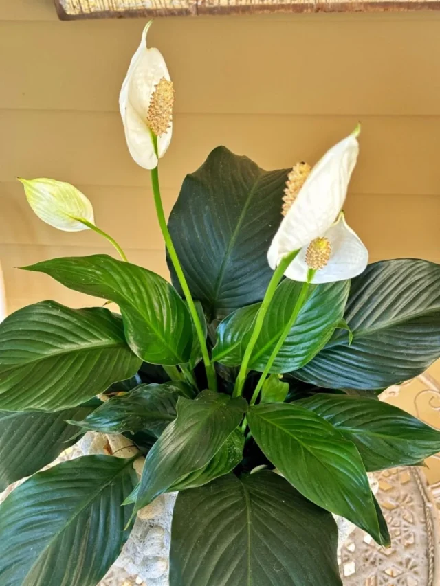 peace-lily-plant-2-750x1000