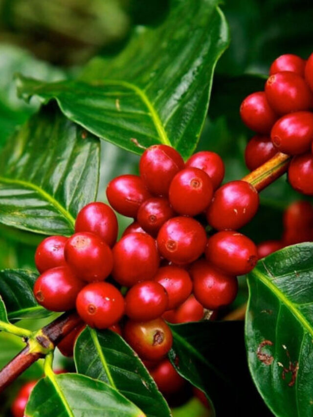 ripe-coffee-cherries-on-branch-of-coffee-tree-1024x576