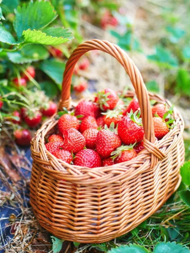 strawberry-varieties