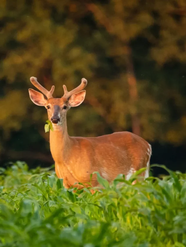 whitetail_eating_corn_field