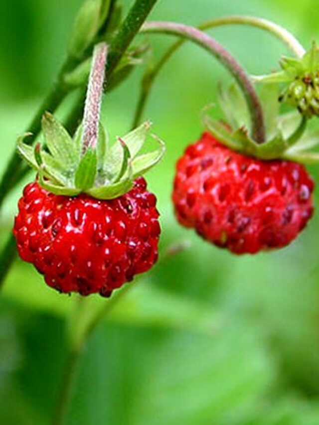 wild-strawberries-Visa-Kopu-Flickr-800x462